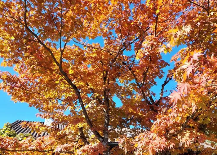 Casa de Férias Rose - Einfamilienhaus Interlaken